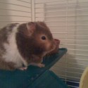 Marissa's guinea pig!